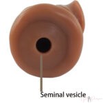 6.5 Inches Choco Penis Sleeve With Ball Ring