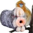 Monkey Silicone Pocket Pussy Male Masturbator India